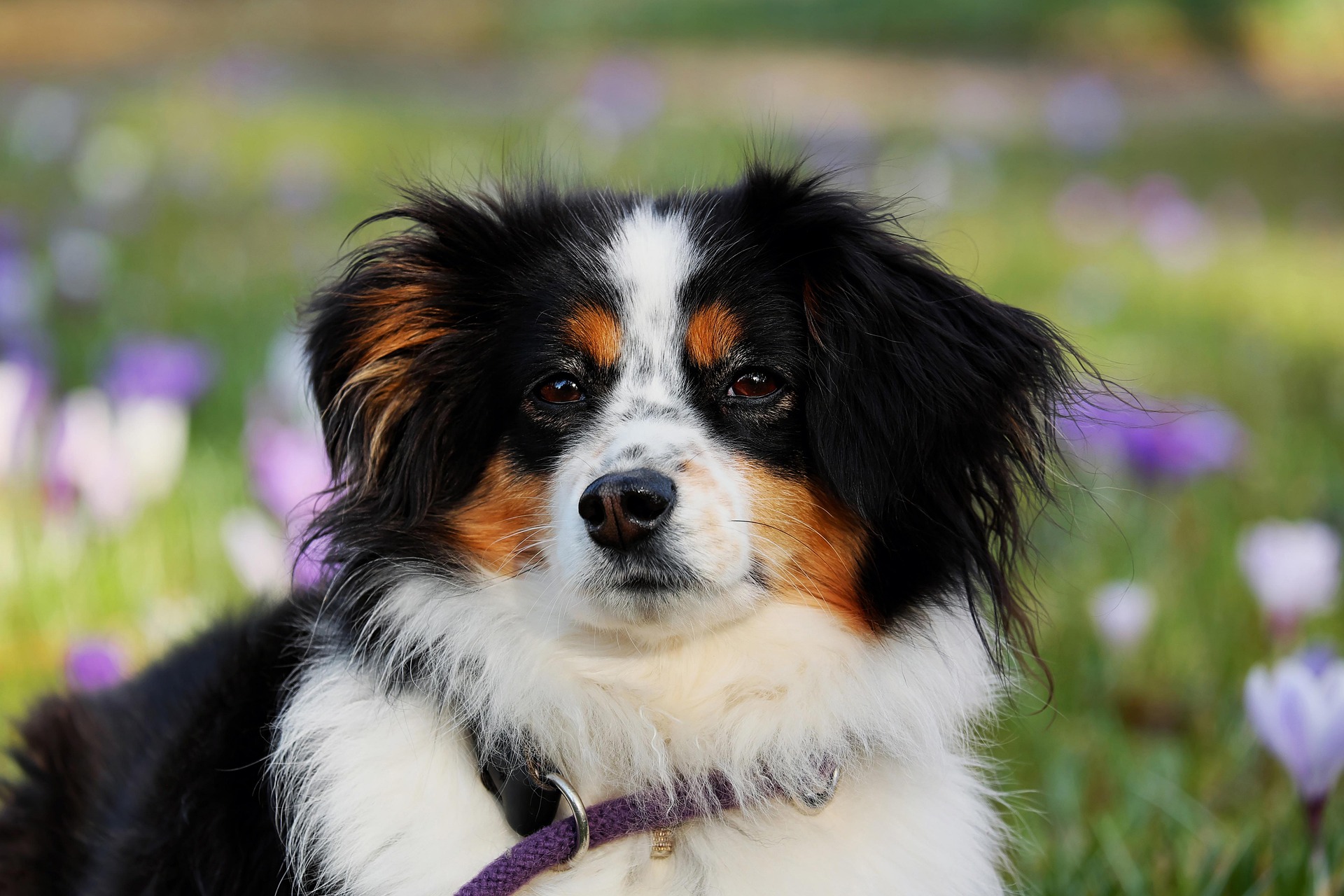 Dog training