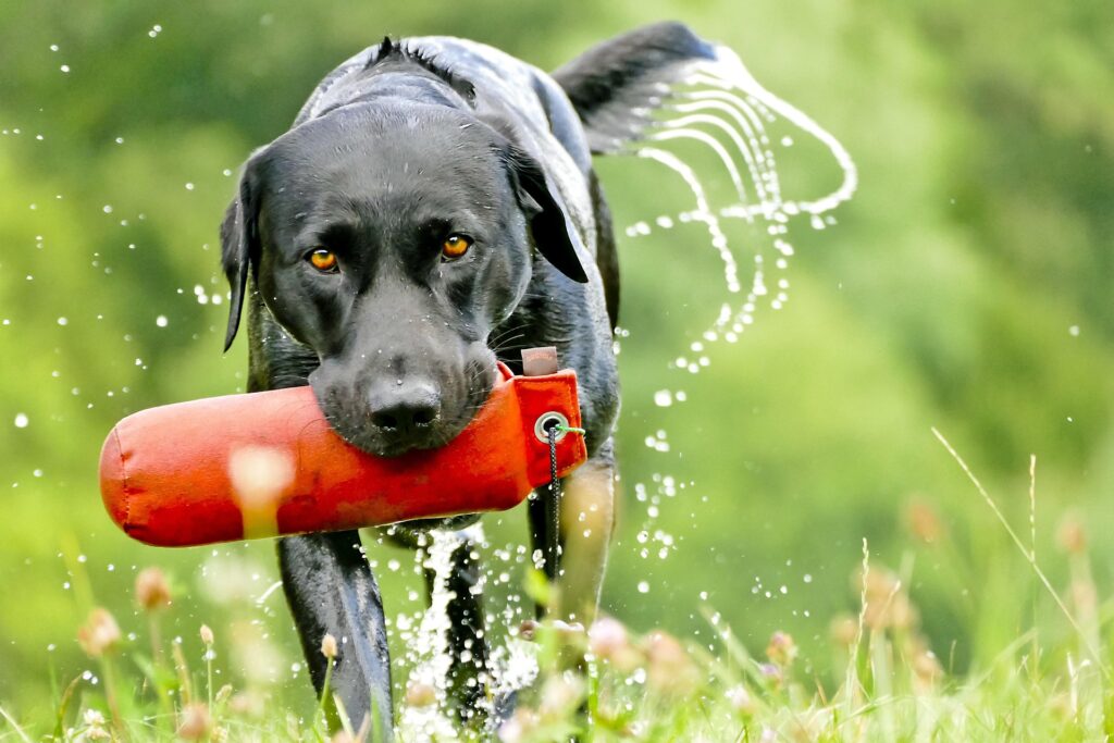One to one dog training