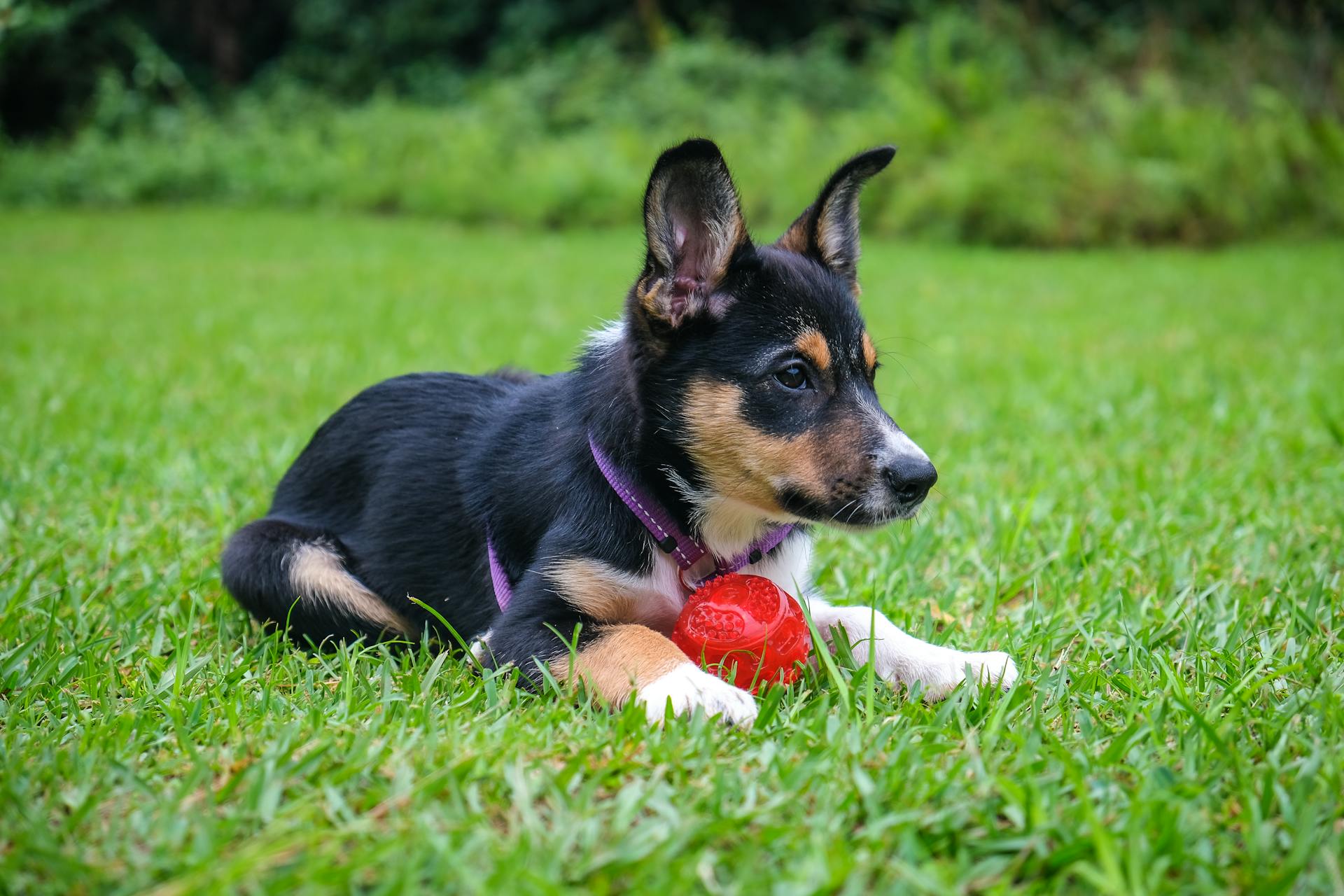 Dog Training Session - One to One Dog Training