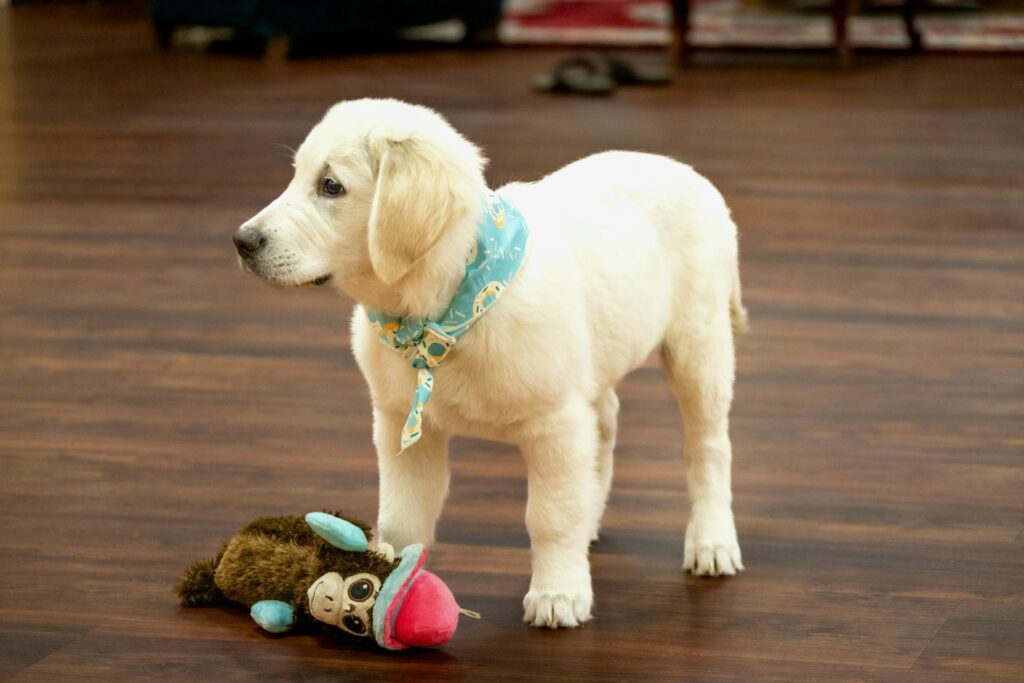 Puppy Training
