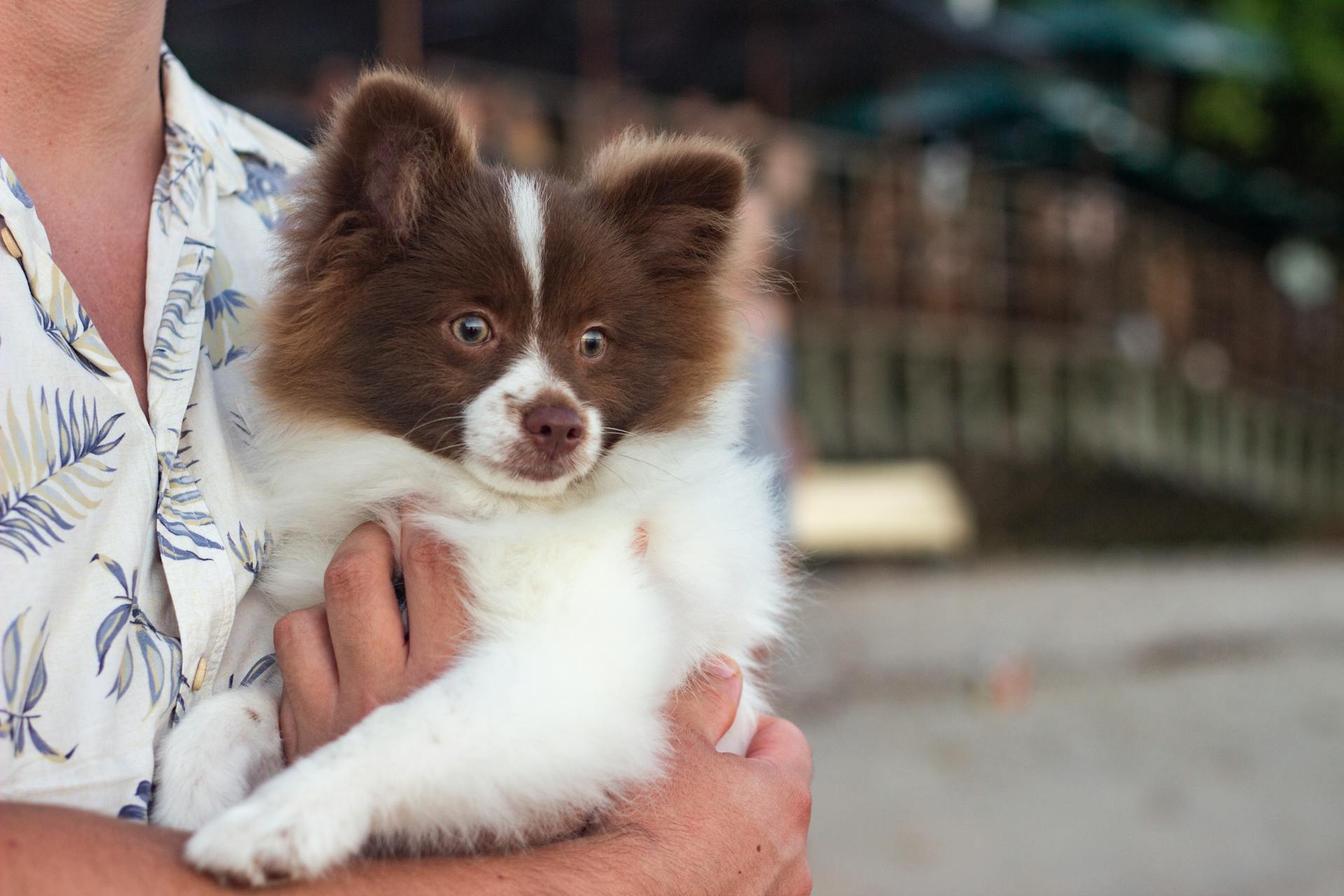 Puppy Training