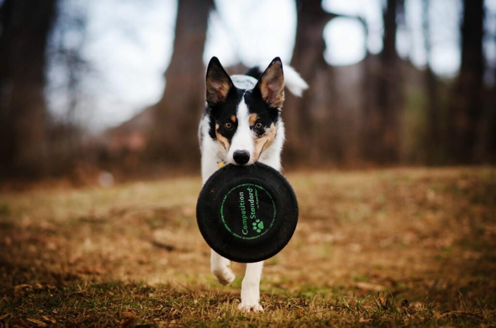 Residential Dog Training