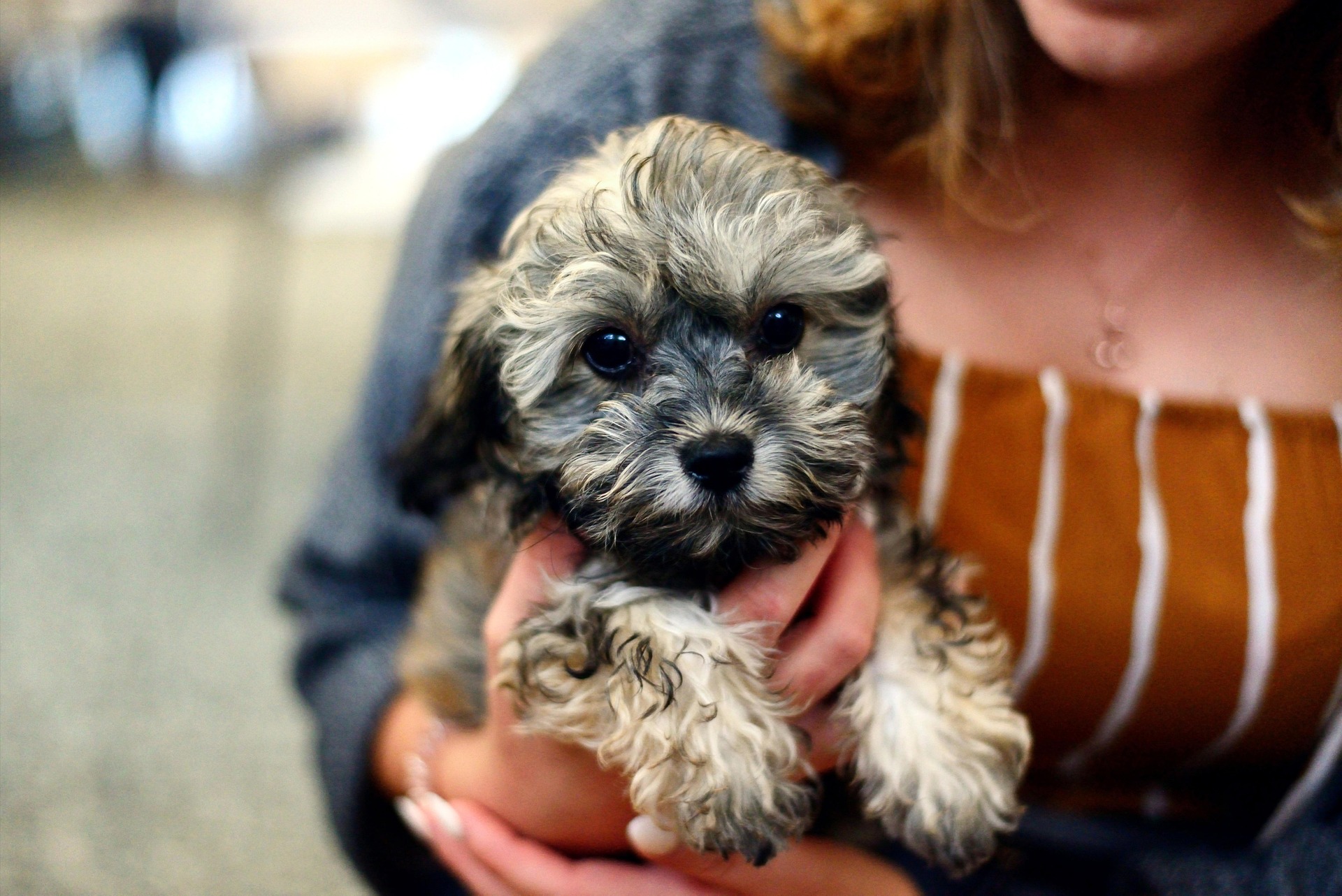 Puppy Training Session